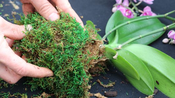 A person putting together a moss ball wrapped around a orchid.